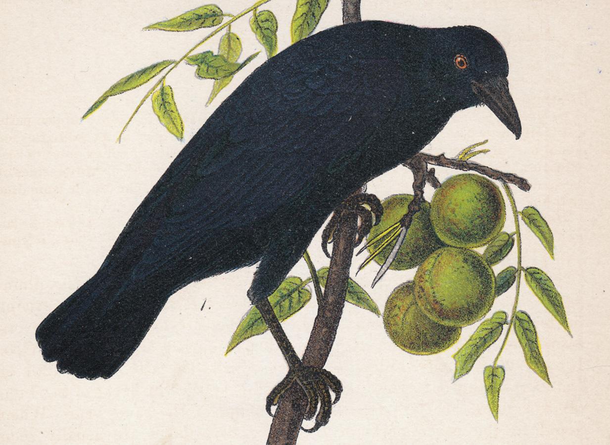 American Crow / Cow-bird; Plate 57 - Print by After John James Audubon