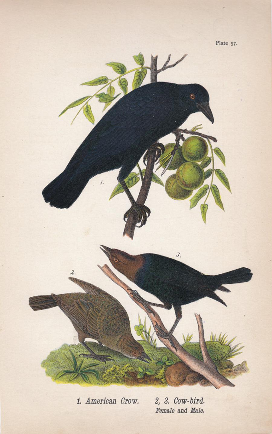 After John James Audubon Print - American Crow / Cow-bird; Plate 57