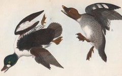 American Golden-eye; Plate 59
