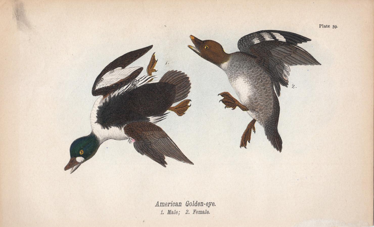 After John James Audubon Animal Print - American Golden-eye; Plate 59