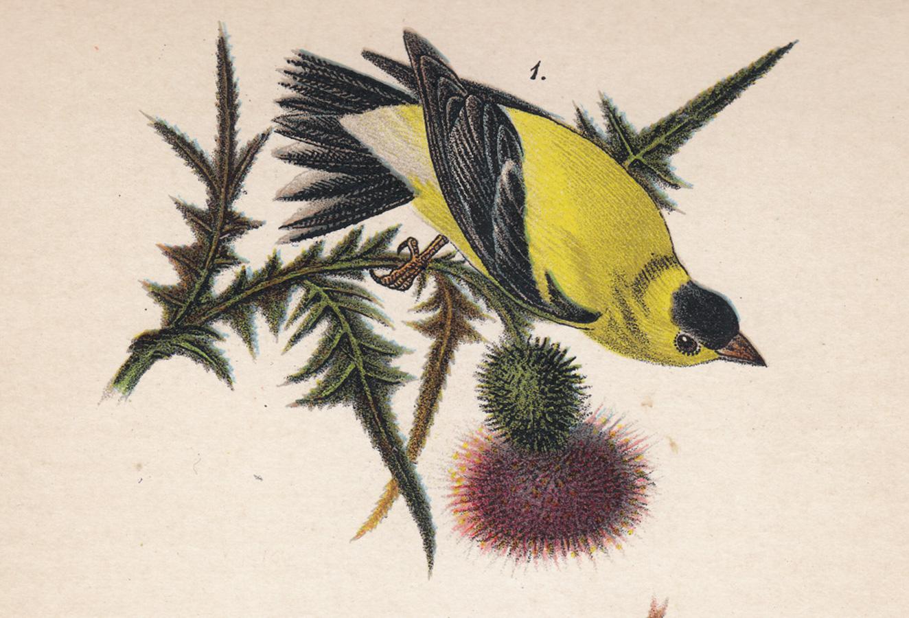 American Goldfinch / Pine Finch / Fox Sparrow; Plate 31 - Print by After John James Audubon