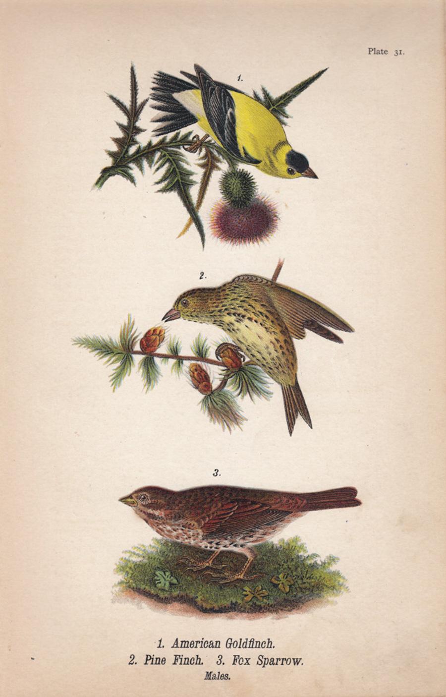 After John James Audubon Print - American Goldfinch / Pine Finch / Fox Sparrow; Plate 31