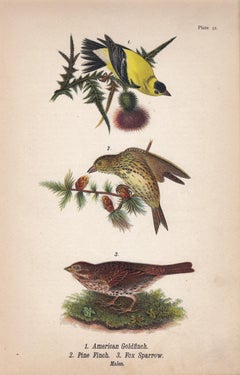 American Goldfinch / Pine Finch / Fox Sparrow; Plate 31