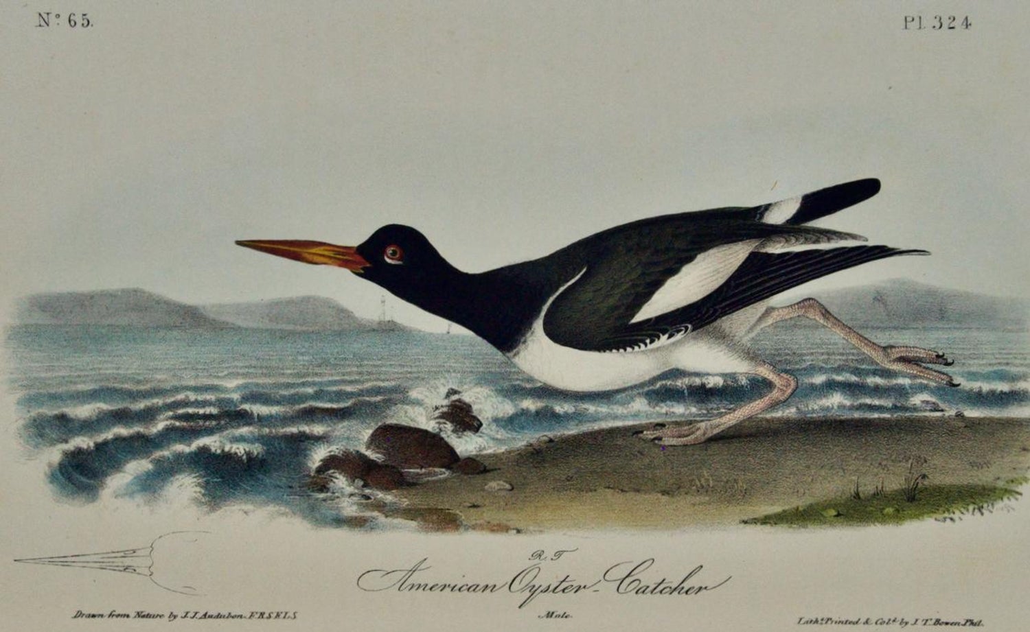After John James Audubon - "American Oyster Catcher": An Original Audubon  Hand-colored Lithograph For Sale at 1stDibs