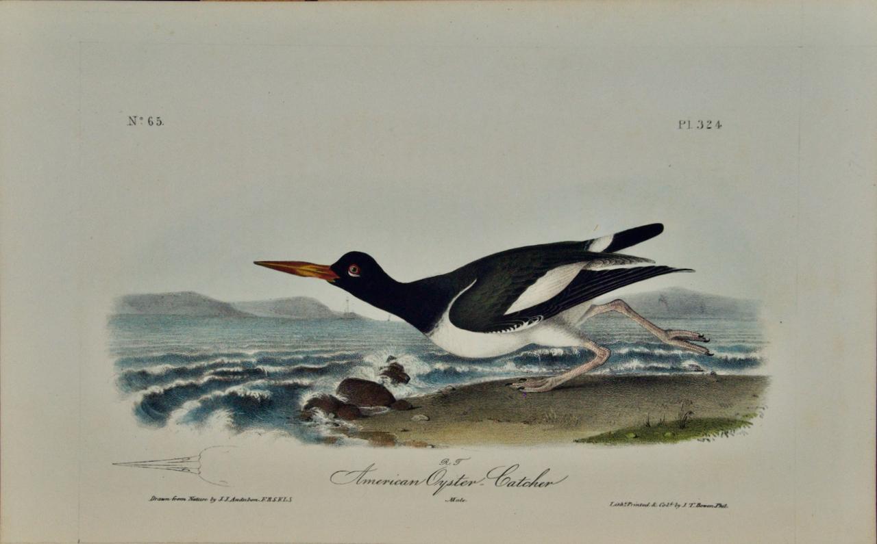 "American Oyster Catcher": An Original Audubon Hand-colored Lithograph 