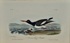 ""American Oyster Catcher"": Eine handkolorierte Originallithographie von Audubon 