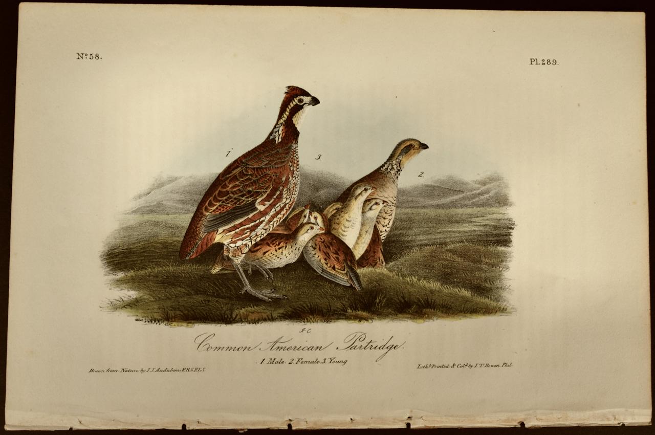 After John James Audubon Landscape Print - "American Partridge", an Original Audubon Hand-colored First Edition Lithograph 