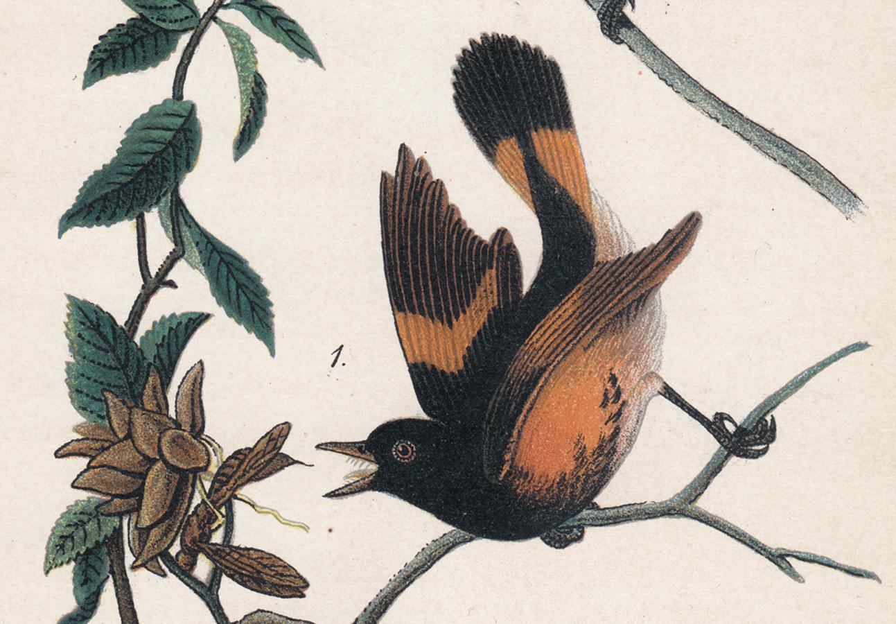 Américain Redstart ; planche 43 - Print de After John James Audubon