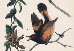 American Redstart; Plate 43