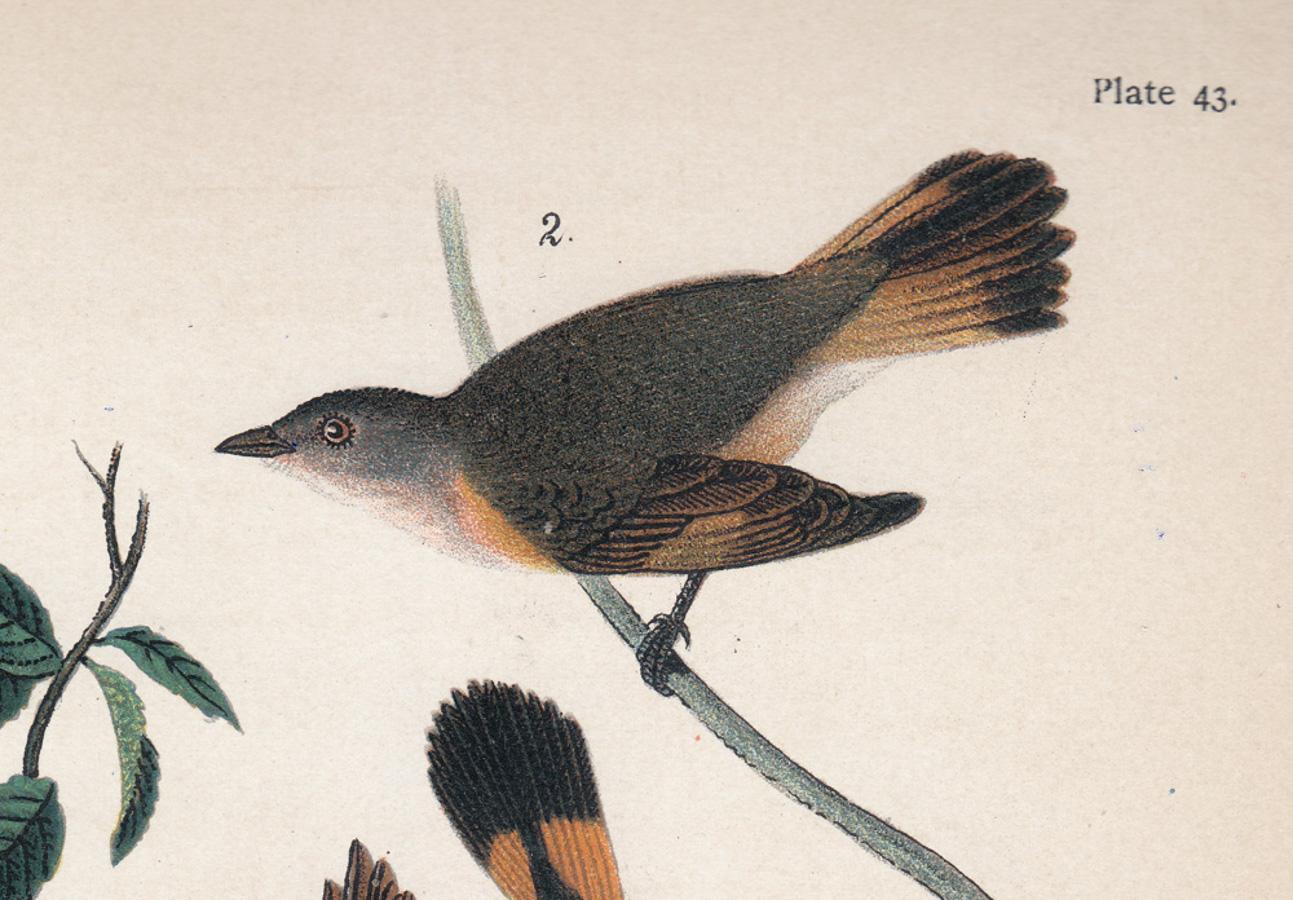 Américain Redstart ; planche 43 - Naturalisme Print par After John James Audubon