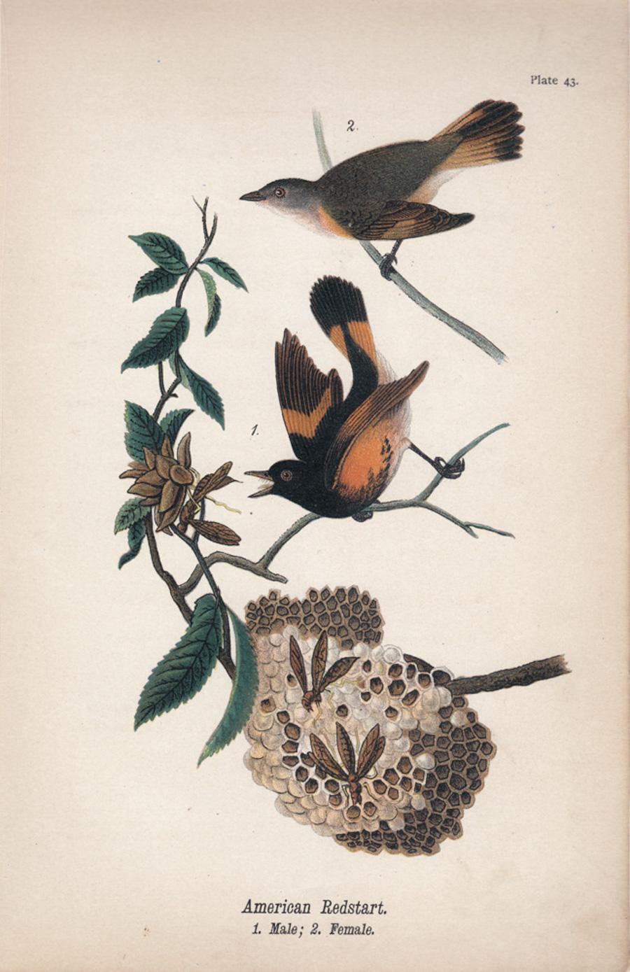 After John James Audubon Animal Print - American Redstart; Plate 43