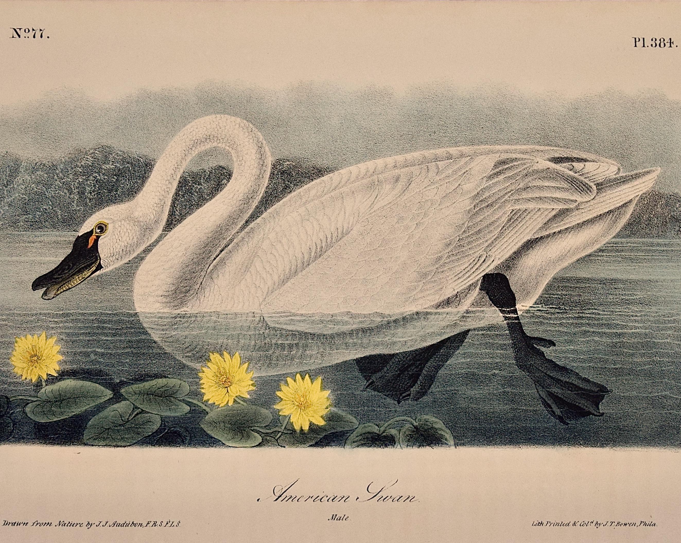 „American Swan“, handkolorierte Audubon-Lithographie der ersten Octavo-Ausgabe  – Print von John James Audubon