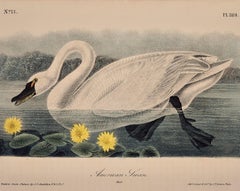 "American Swan", Audubon Hand-colored First Octavo Edition Lithograph