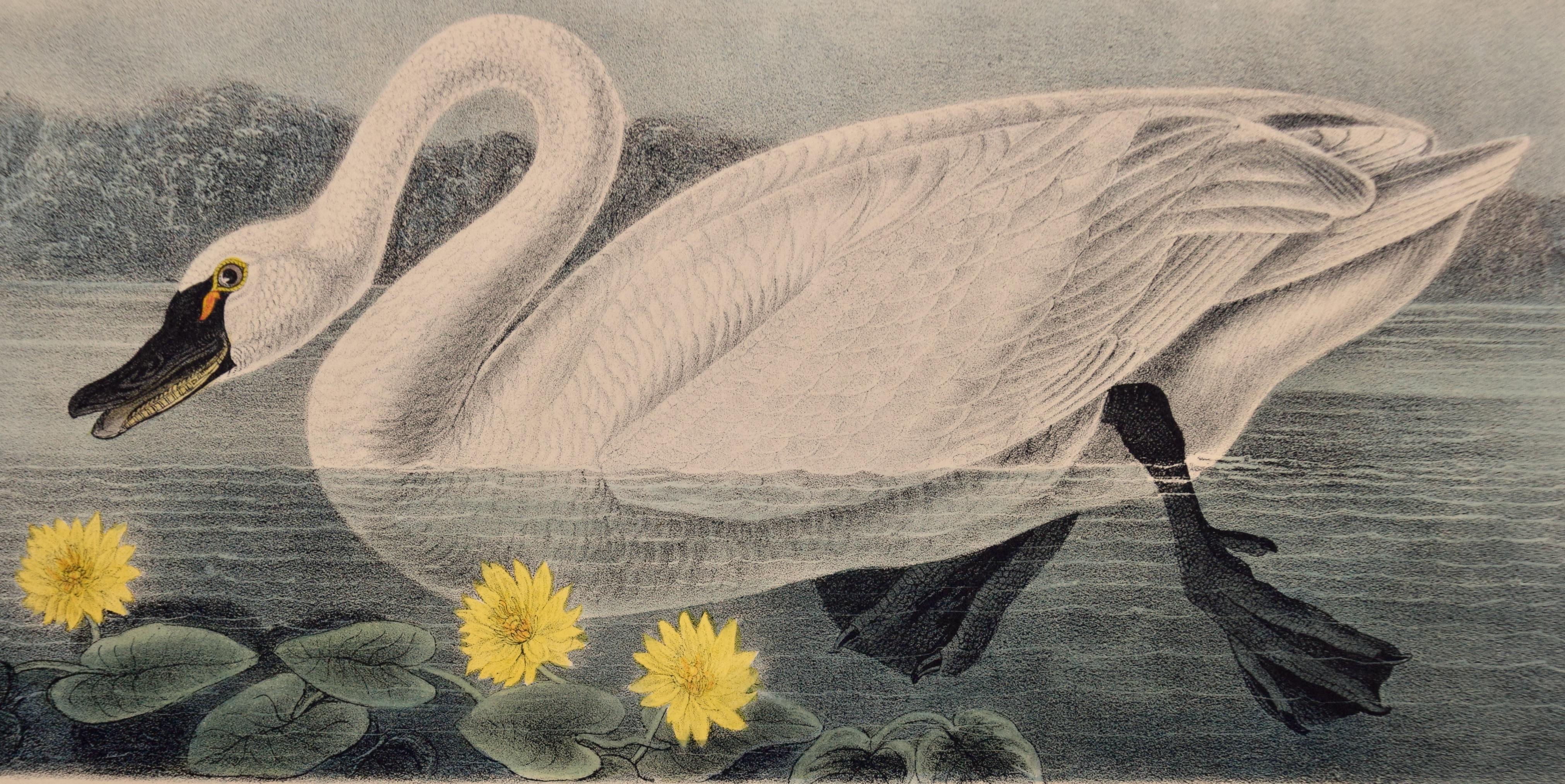 „American Swan“, handkolorierte Audubon-Lithographie der ersten Octavo-Ausgabe  (Naturalismus), Print, von John James Audubon