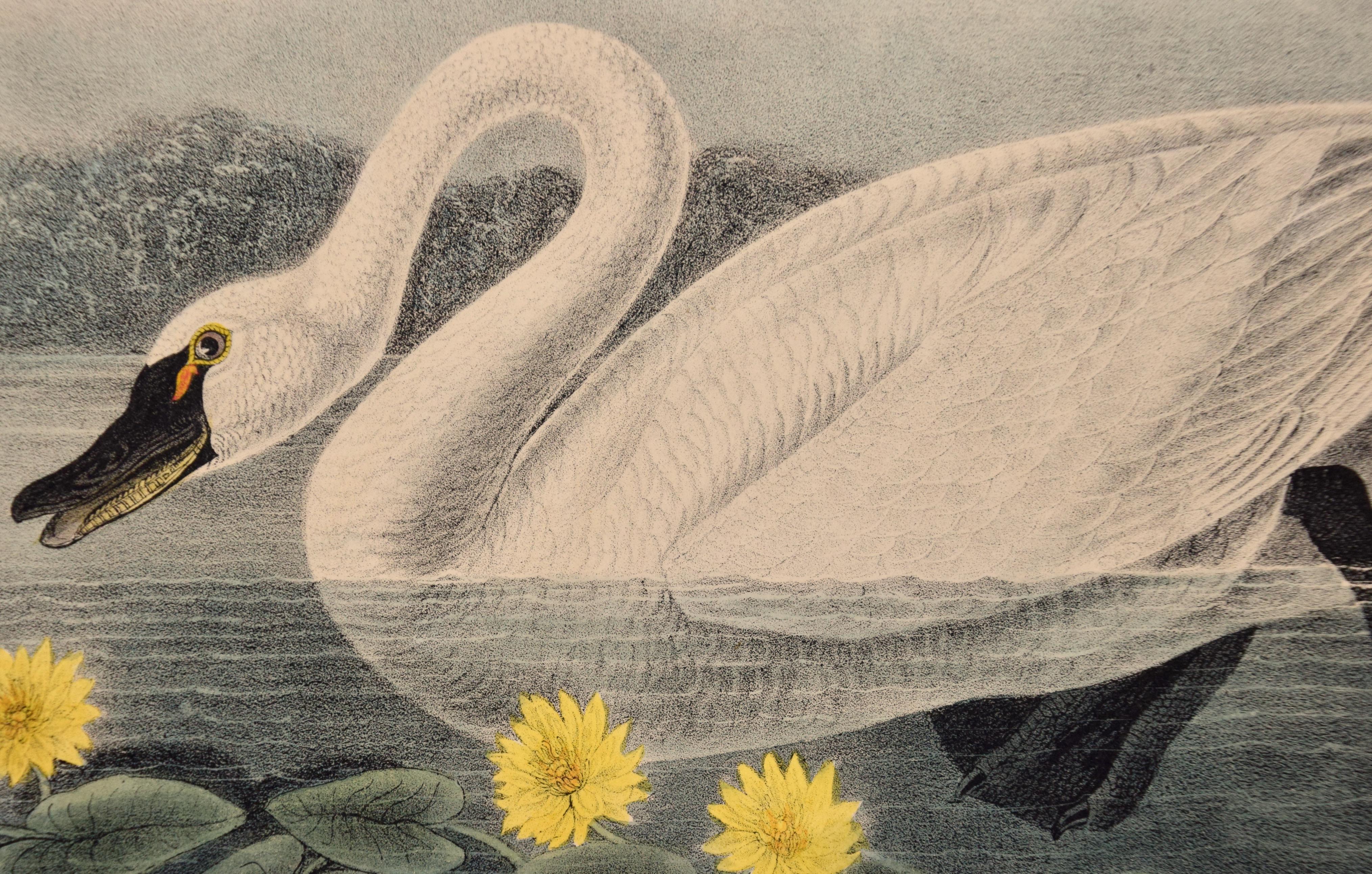 „American Swan“, handkolorierte Audubon-Lithographie der ersten Octavo-Ausgabe  (Grau), Animal Print, von John James Audubon