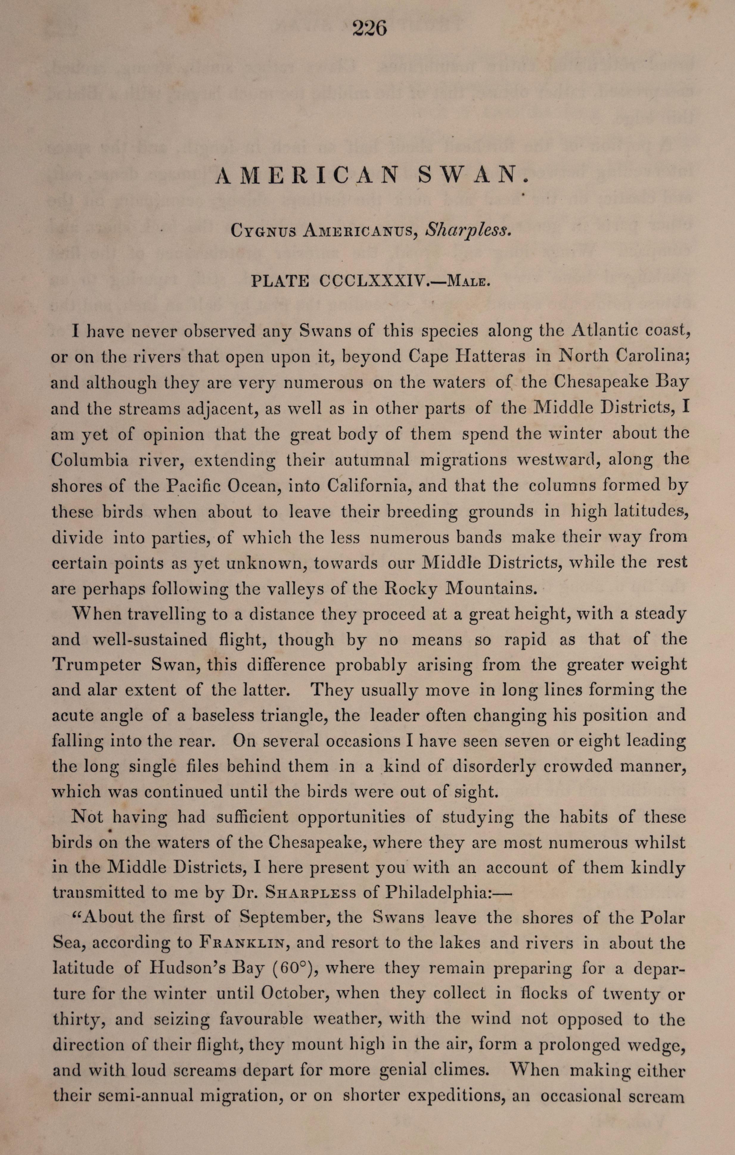 Dies ist ein Original selten und extrem Sammler 1. königlichen Oktav-Ausgabe John James Audubon handkolorierte königlichen Oktav-Lithographie mit dem Titel 