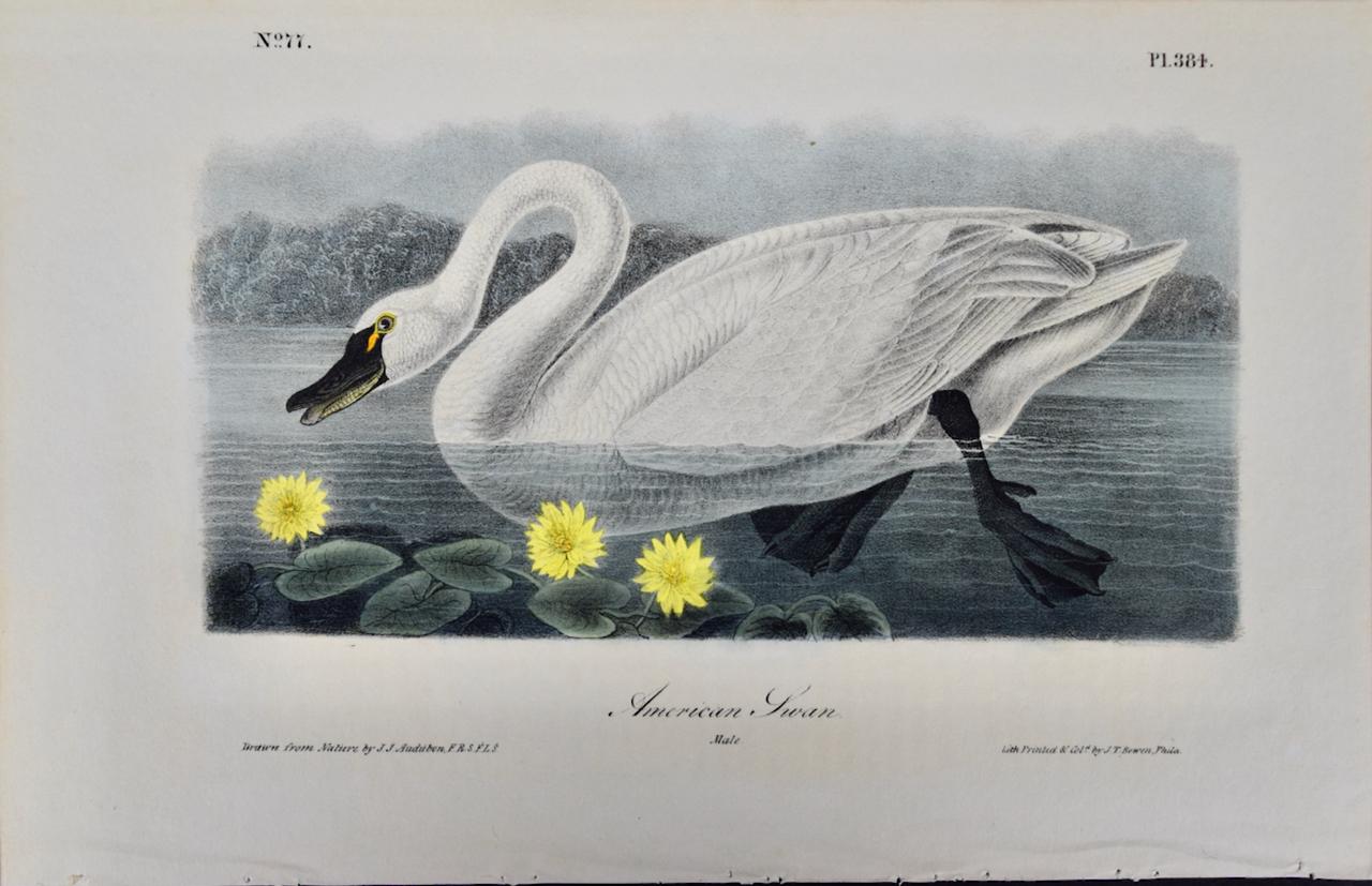 John James Audubon Animal Print - "American Swan", Audubon Hand-colored First Octavo Edition Lithograph 