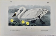 "American Swan", Audubon Hand-colored First Octavo Edition Lithograph 