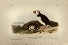 "Arctic Puffin": Original Audubon Hand-colored First Octavo Edition Lithograph 
