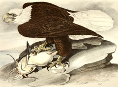 "Águila calva", litografía original de Audubon coloreada a mano, primera edición