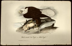 "Bald Eagle", an Original Audubon Hand-colored First Edition Lithograph 