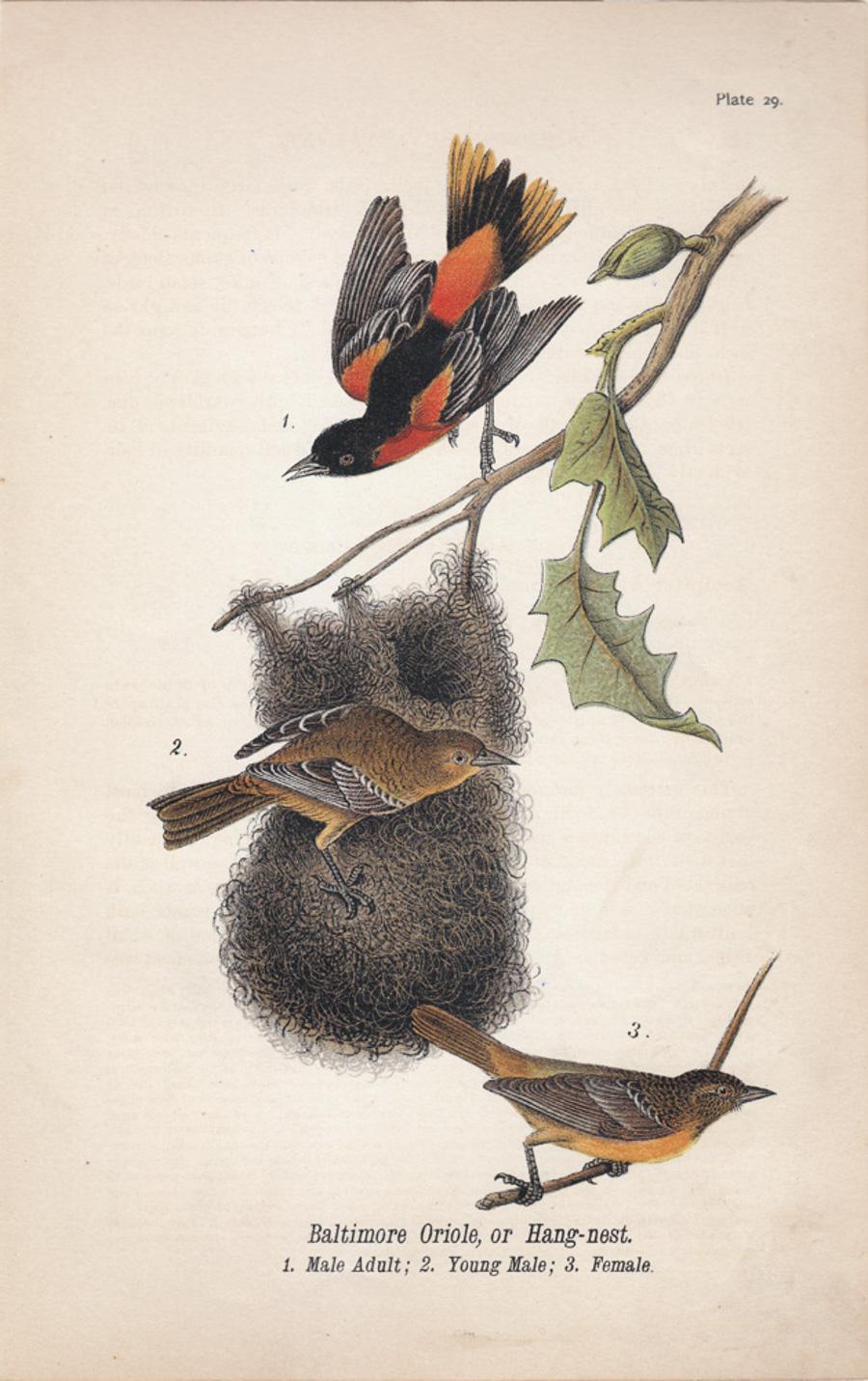 After John James Audubon Print - Baltimore Oriole, or Hang-nest; Plate 29