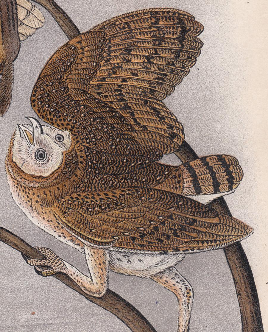 Barn Owl; Plate 17 - Print by After John James Audubon