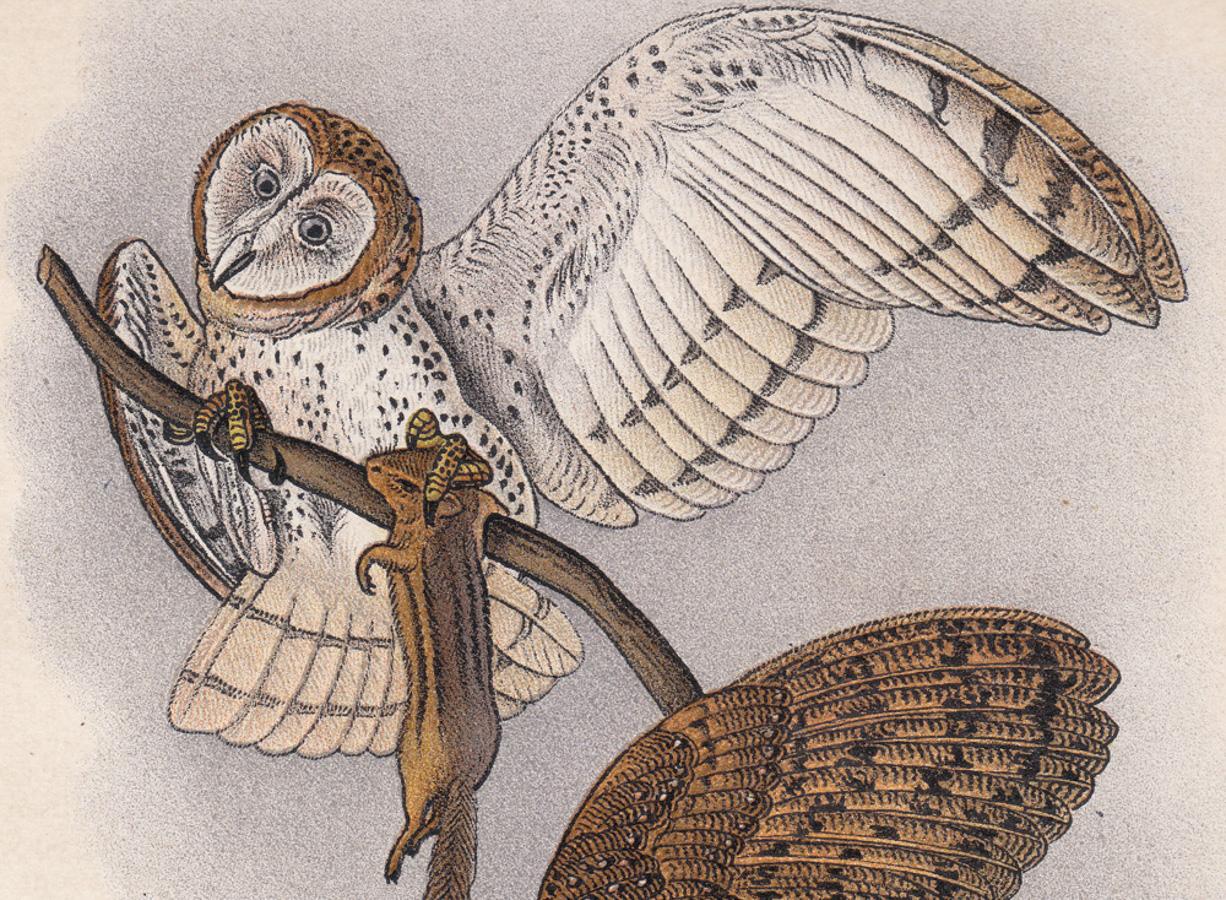 After John James Audubon Animal Print - Barn Owl; Plate 17