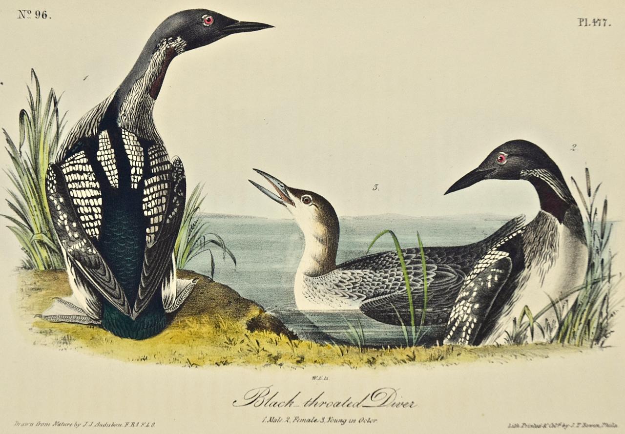 Black-throated Diver: Original 1st Edition Hand Colored Audubon Bird Lithograph - Print by John James Audubon