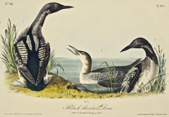 Black-throated Diver: Original 1st Edition Hand Colored Audubon Bird Lithograph