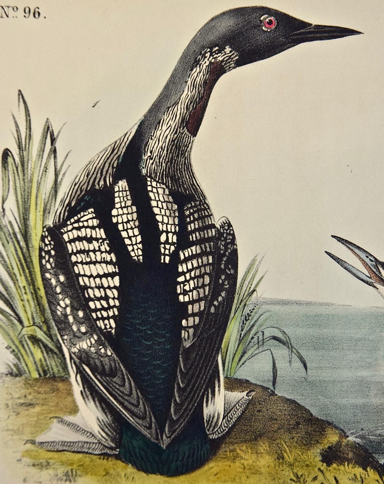 Black-throated Diver: Handkolorierte Audubon-Vogellithographie, Original 1. Auflage (Naturalismus), Print, von John James Audubon