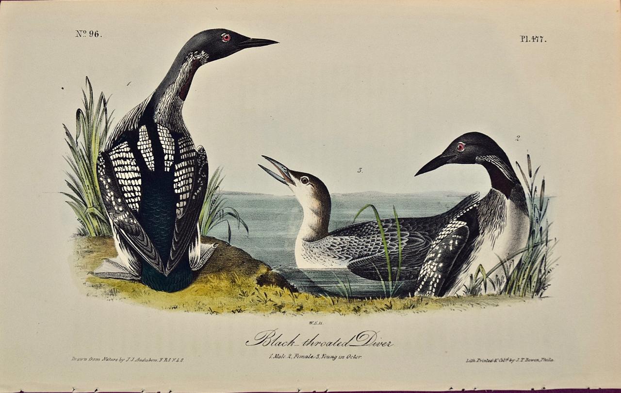 John James Audubon Animal Print – Black-throated Diver: Handkolorierte Audubon-Vogellithographie, Original 1. Auflage