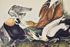 "Eider Duck", an Original First Edition Audubon Hand Colored Lithograph