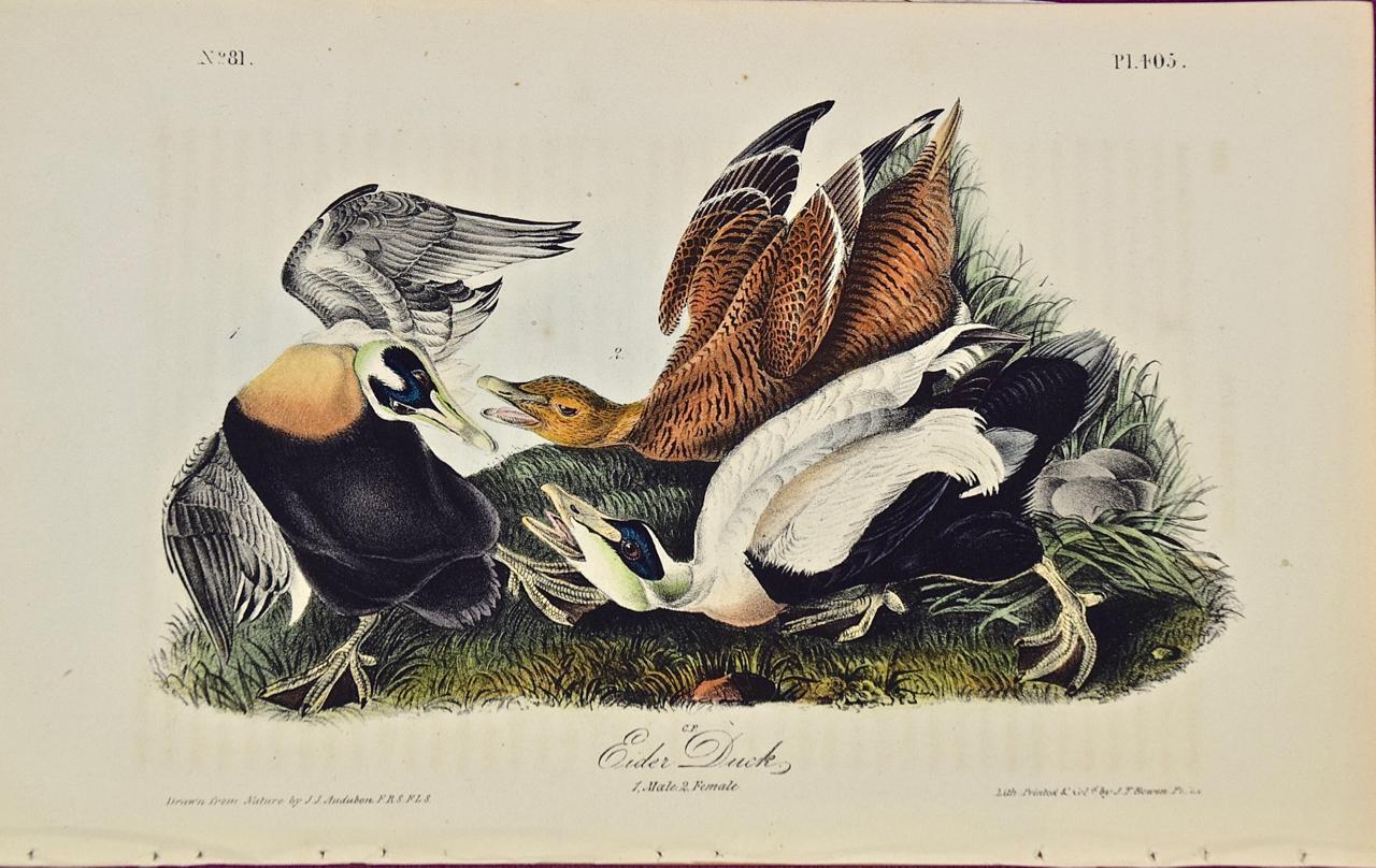 John James Audubon Landscape Print - "Eider Duck", an Original First Edition Audubon Hand Colored Lithograph 
