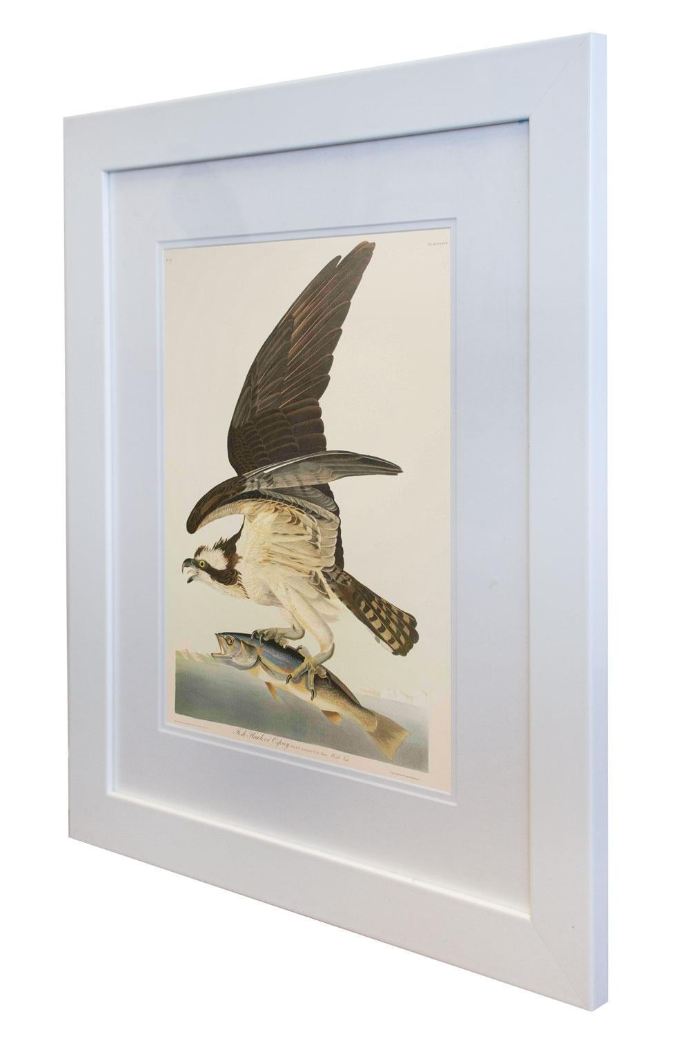 Fish Hawk, oder Osprey, Auflage Pl. 81 – Print von After John James Audubon