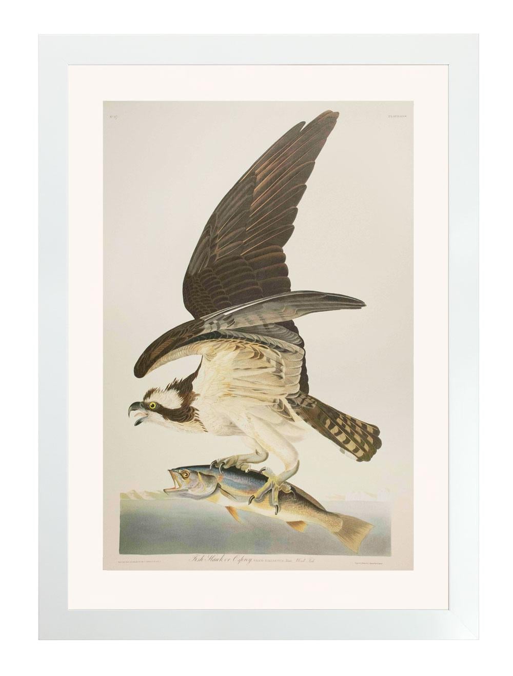 After John James Audubon Animal Print – Fish Hawk, oder Osprey, Auflage Pl. 81