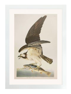Fish Hawk, or Osprey, Edition Pl. 81