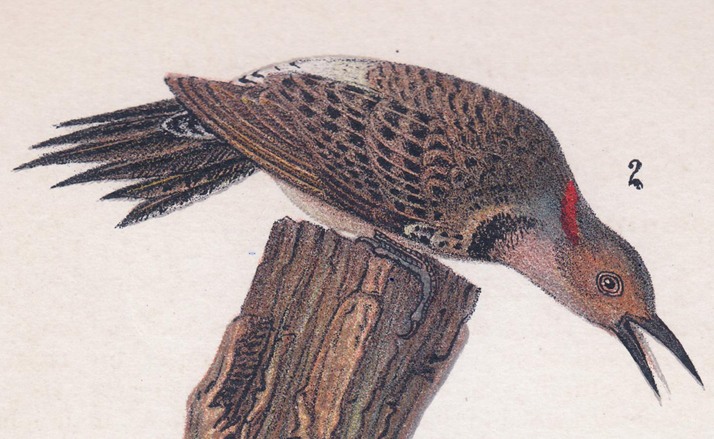 Flicker; Teller 22 – Print von After John James Audubon