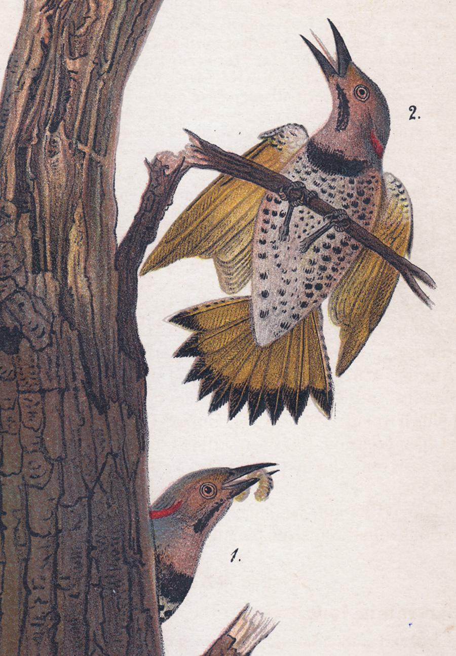 Flicker; Teller 22 (Naturalismus), Print, von After John James Audubon