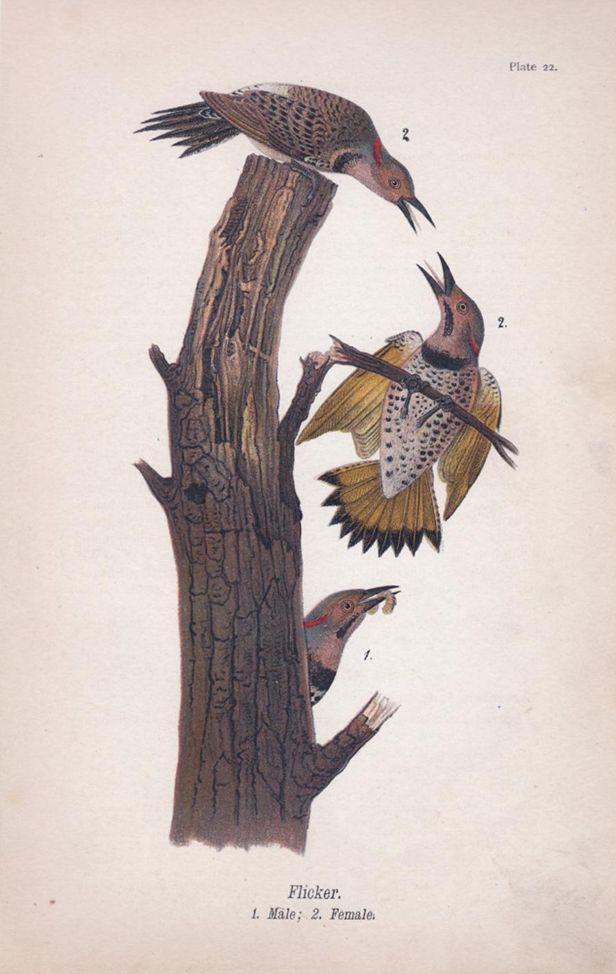 After John James Audubon Animal Print - Flicker; Plate 22