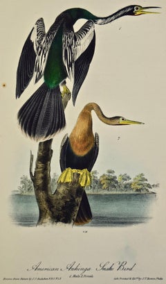 "American Anhinga", an Original First Edition Audubon Hand Colored Lithograph