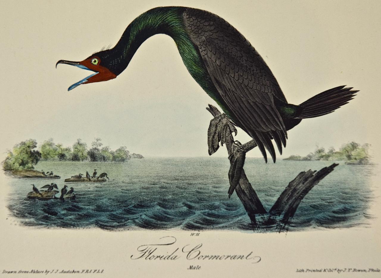 Florida Cormorant Bird: an Original 1st Edition Hand Colored Audubon Lithograph - Print by John James Audubon