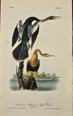 "American Anhinga", an Original First Edition Audubon Hand Colored Lithograph