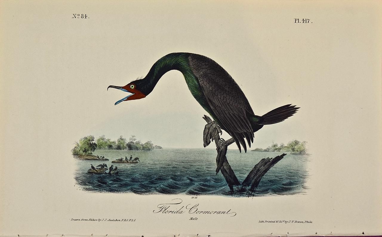 John James Audubon Animal Print - Florida Cormorant Bird: an Original 1st Edition Hand Colored Audubon Lithograph