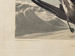 FORK -TAIL PETREL - PLATE CCLX from Audubon's Famous "THE BIRDS OF AMERICA"