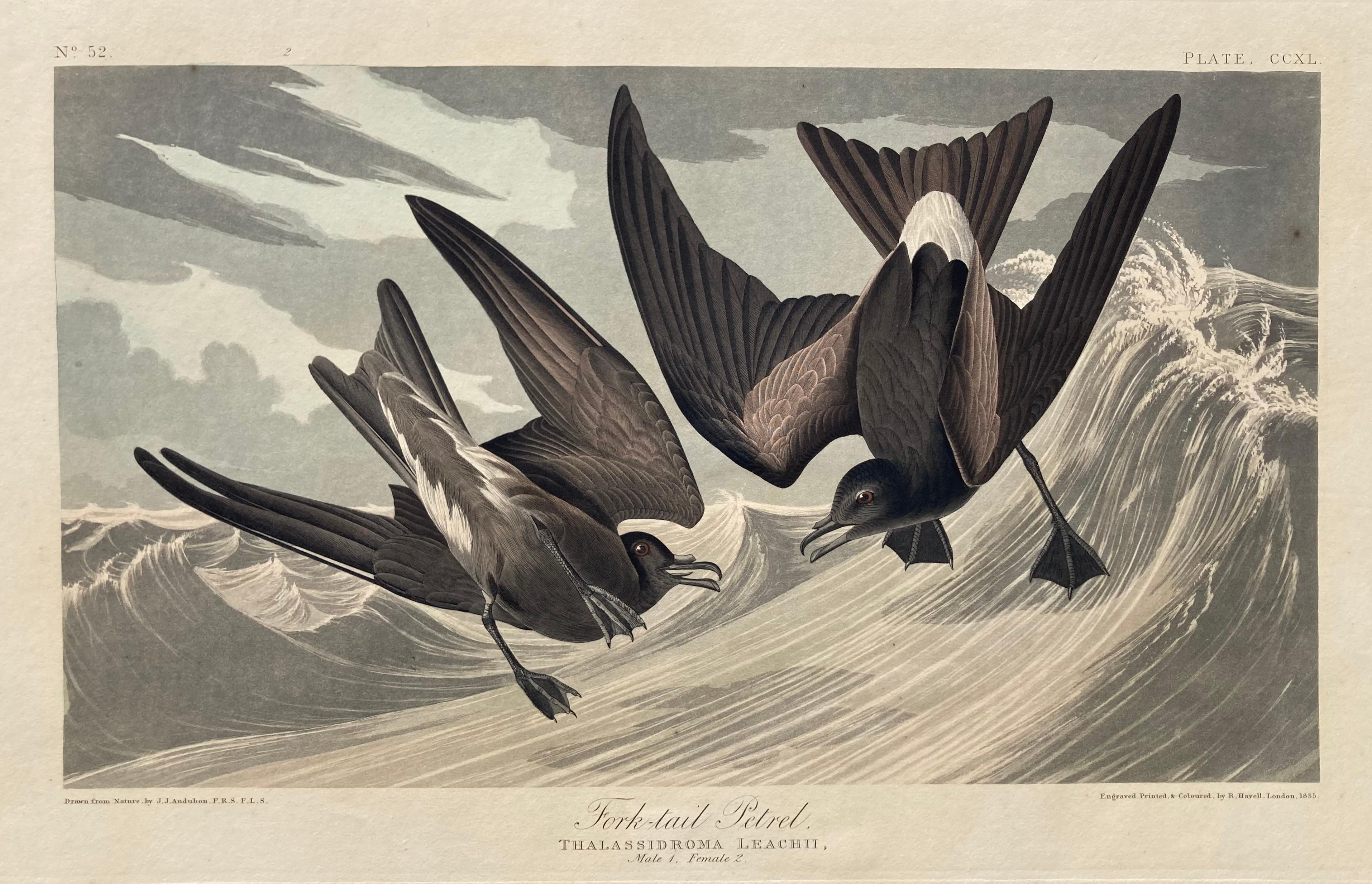 Animal Print de After John James Audubon - FORK -TAIL PETREL - PLACA CCLX de la famosa obra de Audubon "THE BIRDS OF AMERICA" (LAS AVES DE AMÉRICA)