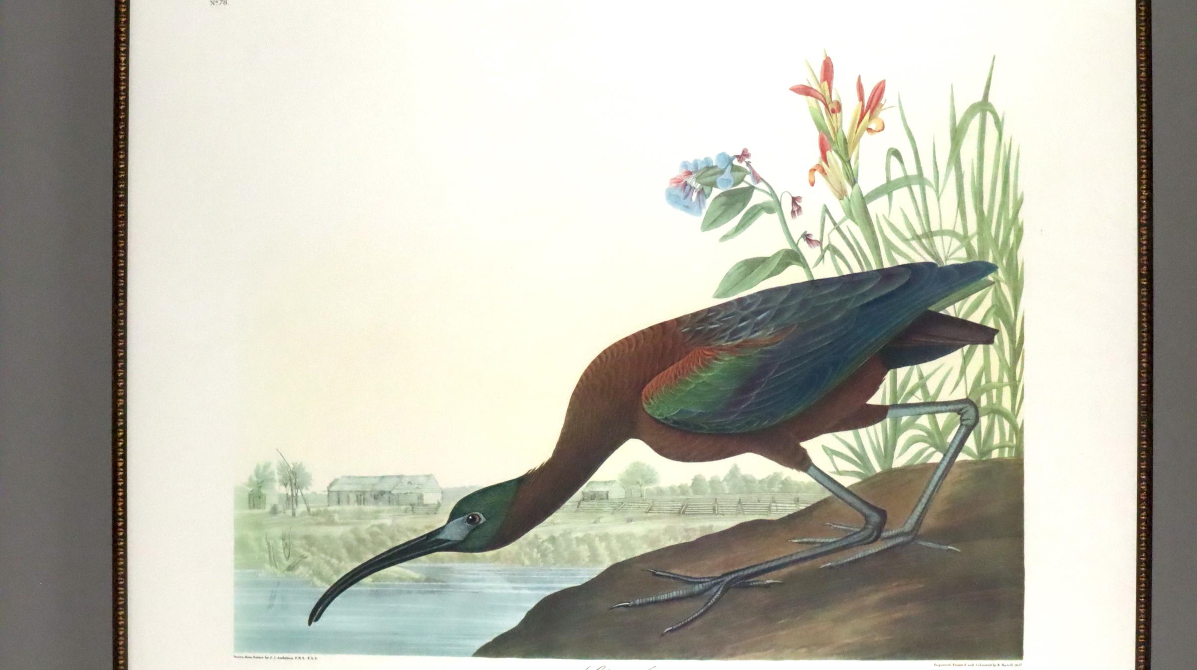 After Audubon Glossy Ibis color lithograph facsimile with full margins - Print by After John James Audubon