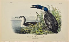 Great North Diver Bird: an Original 1st Edition Audubon Hand Colored Lithograph