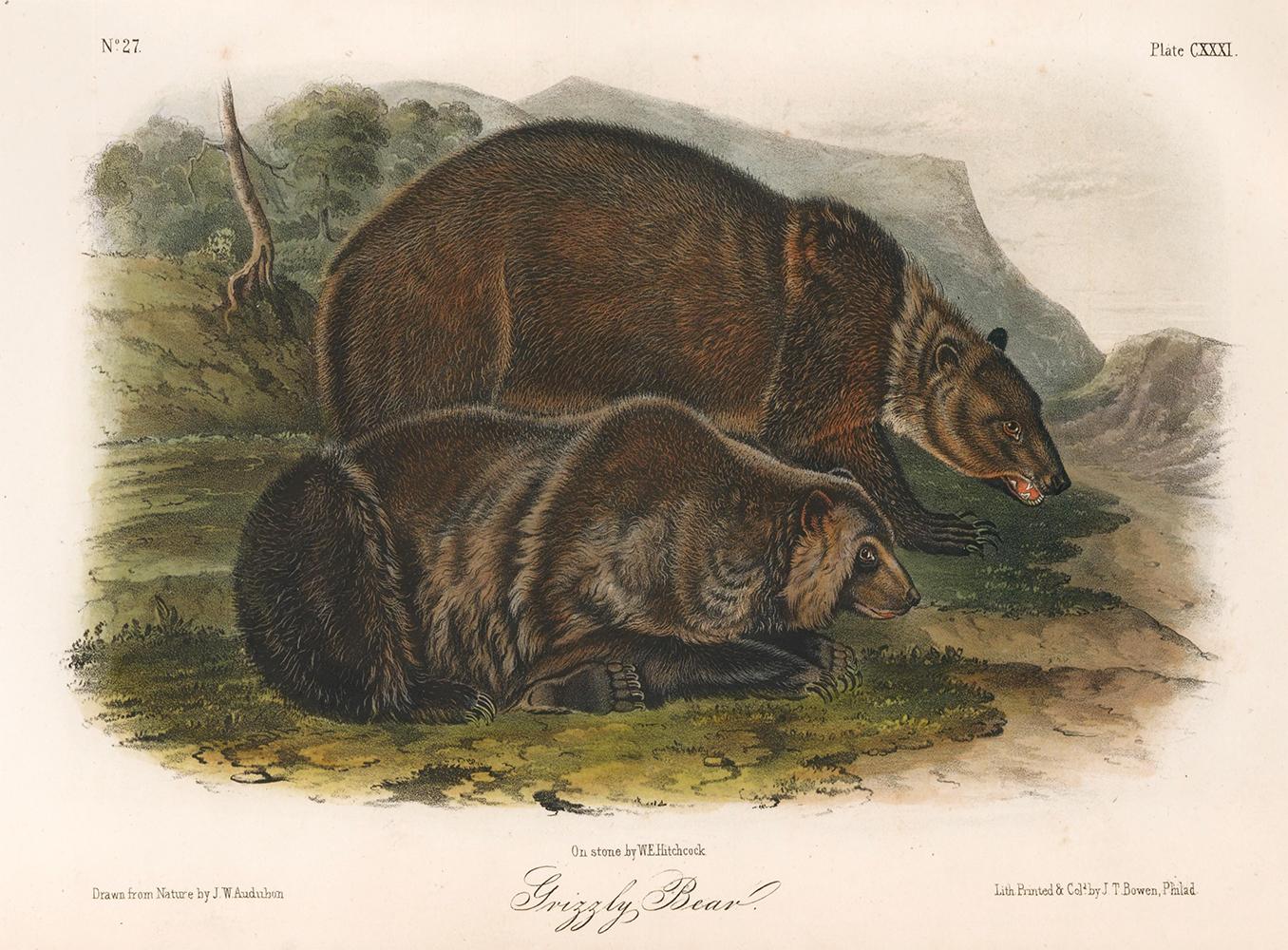 Animal Print After John James Audubon - Ours Grizzly 