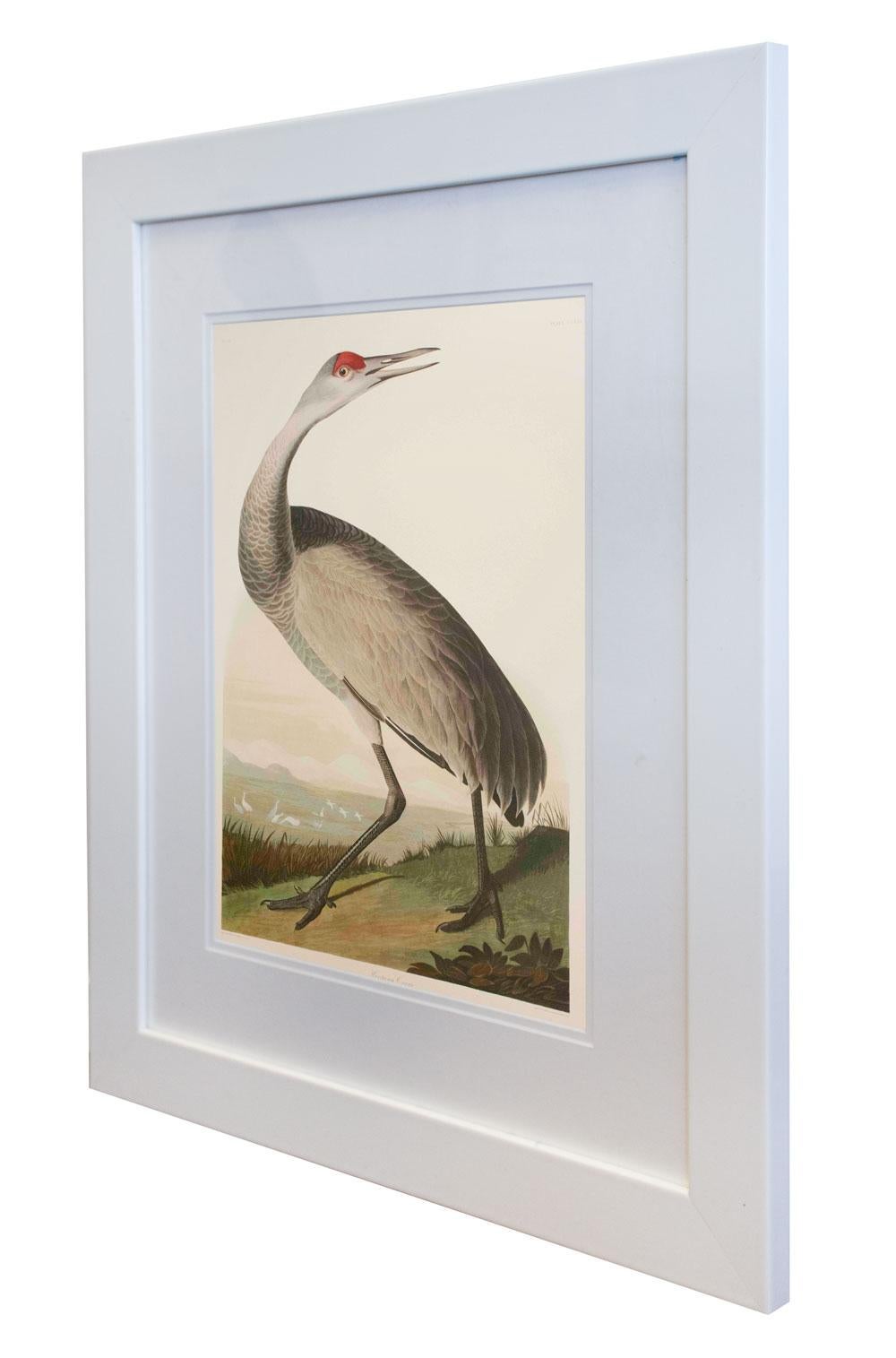 Hooping Crane, Edition Pl. 261 - Print by After John James Audubon
